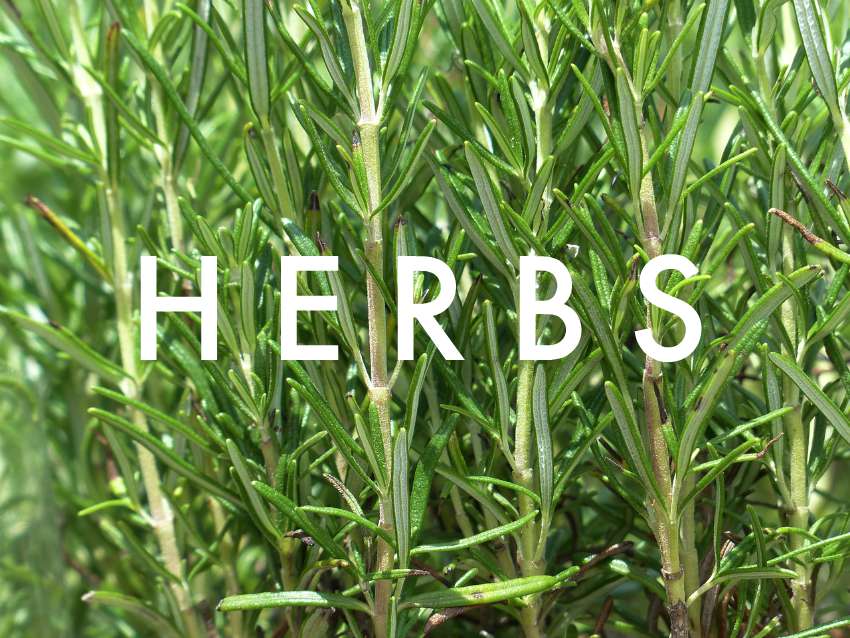 herbs in season in august