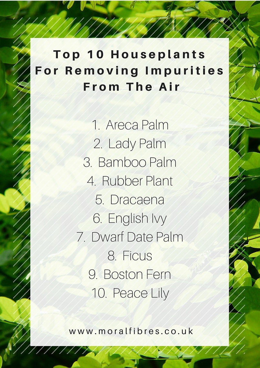 plants that remove impurities from the air