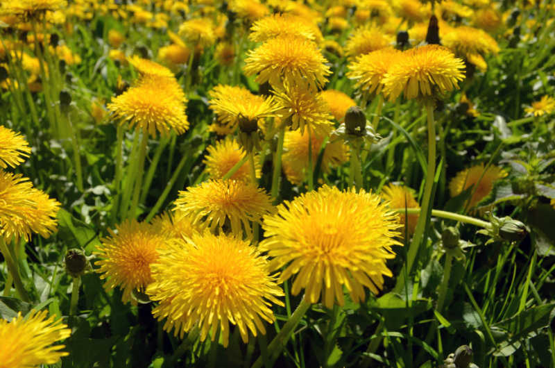Dandelions - beneficial weeds you want in your garden.