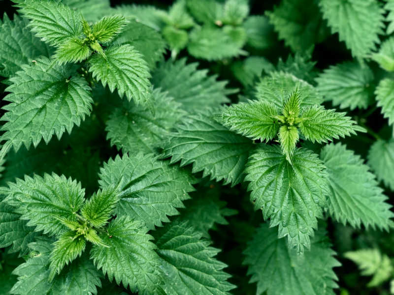 patch of nettles