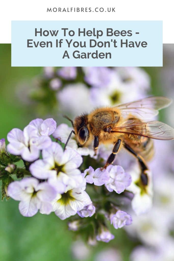 How to Help Bees When You Don't Have A Garden - Moral Fibres