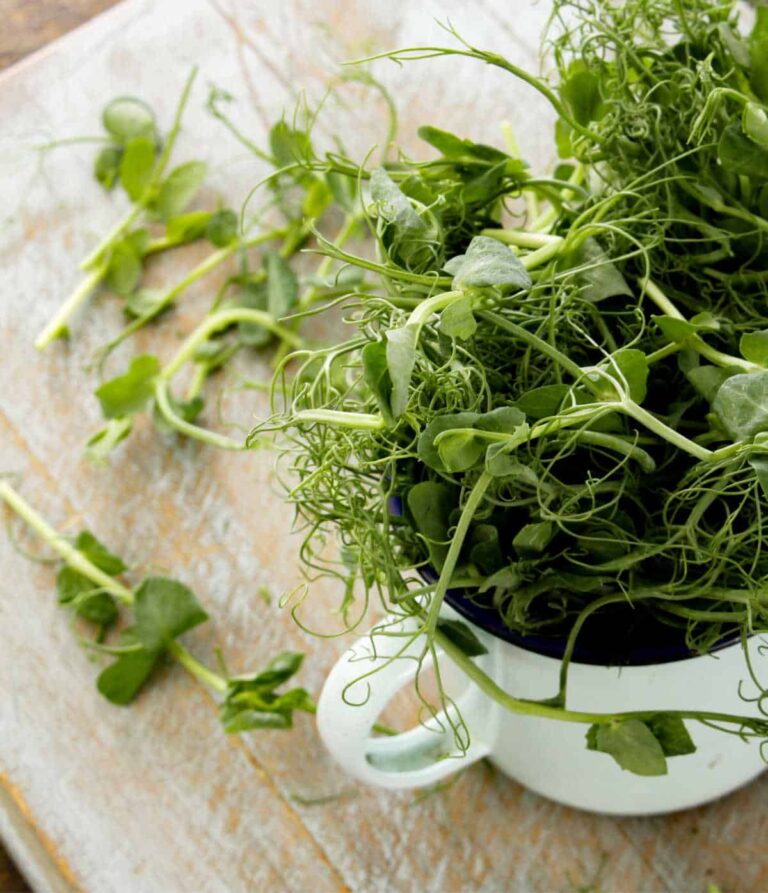 How to Grow Snow Pea Shoots Indoors Easily