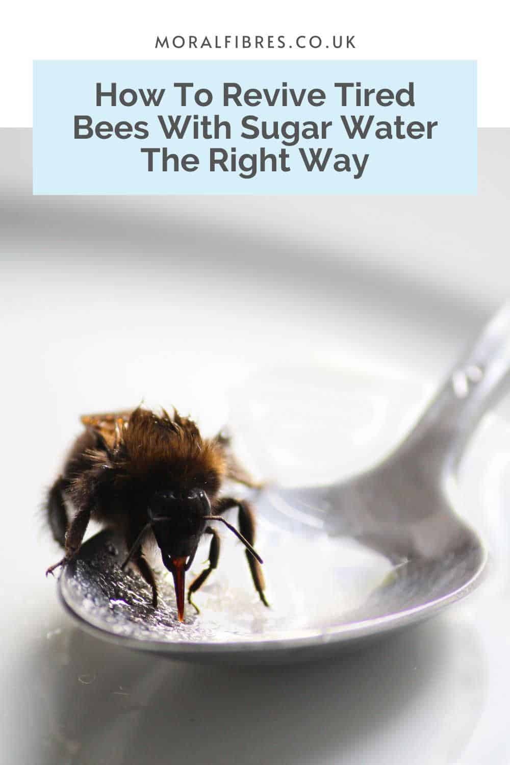 Bee on a spoon with a blue text box that reads how to revive tired bees with sugar water the right way.